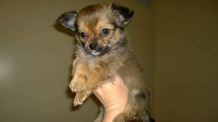 Chihuahua (Long Coat) for sale by TRULORE