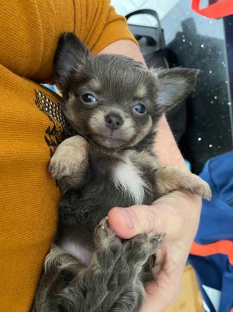Chihuahua (Long Coat) for sale by TRULORE