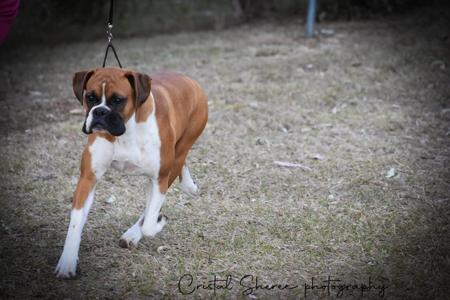 Boxer for sale by READIMARR