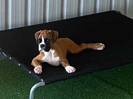 Boxer for sale by READIMARR