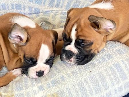 Boxer for sale by READIMARR