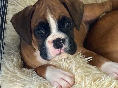 Boxer for sale by READIMARR