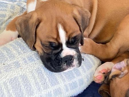 Boxer for sale by READIMARR