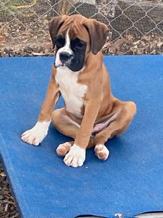 Boxer for sale by READIMARR