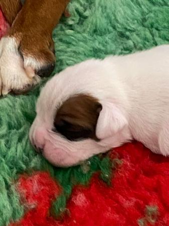 Boxer puppy for sale by READIMARR