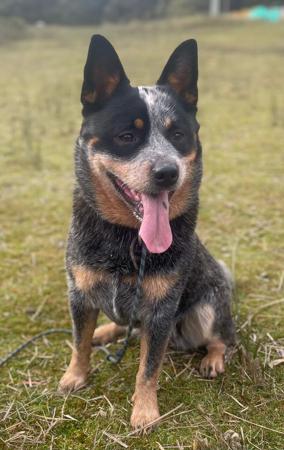 Australian Cattle Dog for sale by FAREWELLHILL