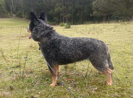 Australian Cattle Dog for sale by FAREWELLHILL