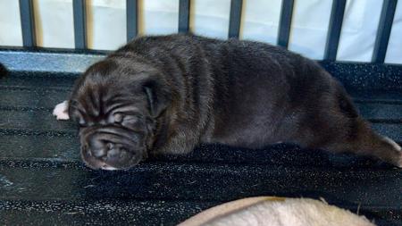 American Staffordshire Terrier puppy for sale by AMITEYS