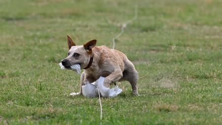 Australian Stumpy Tail Cattle Dog for sale by BRAEGEM