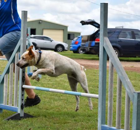 Australian Stumpy Tail Cattle Dog for sale by BRAEGEM