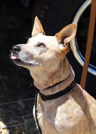 Australian Stumpy Tail Cattle Dog for sale by BRAEGEM