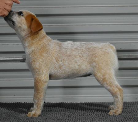 Australian Stumpy Tail Cattle Dog for sale by BRAEGEM