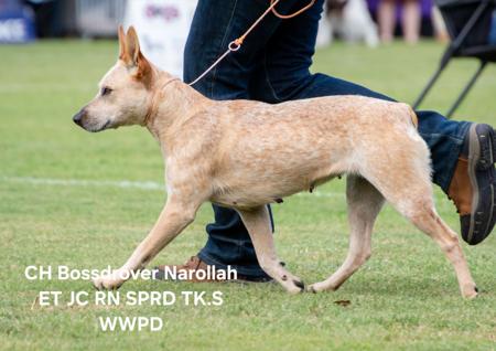 Australian Stumpy Tail Cattle Dog for sale by BRAEGEM