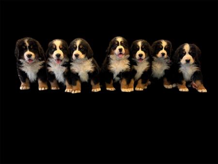 Bernese Mountain Dog for sale by VENNBERNE