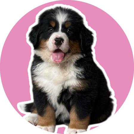 Bernese Mountain Dog for sale by VENNBERNE