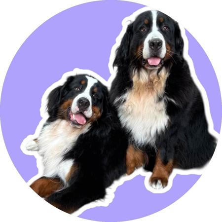 Bernese Mountain Dog for sale by VENNBERNE