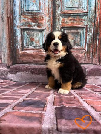 Bernese Mountain Dog for sale by VENNBERNE