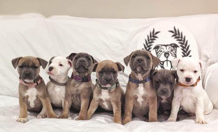 Staffordshire Bull Terrier for sale by ADAWYN