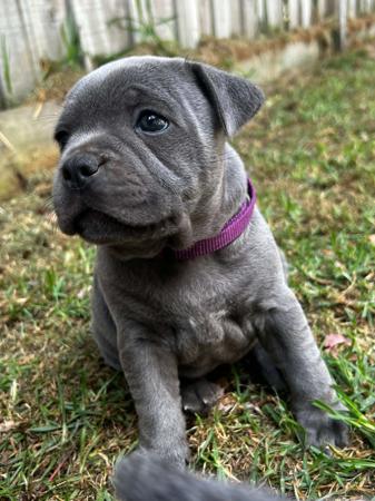Staffordshire Bull Terrier for sale by ADAWYN