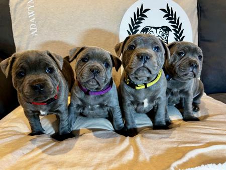 Staffordshire Bull Terrier for sale by ADAWYN