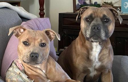 Staffordshire Bull Terrier for sale by ADAWYN