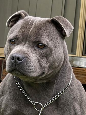 Staffordshire Bull Terrier puppy for sale by ADAWYN
