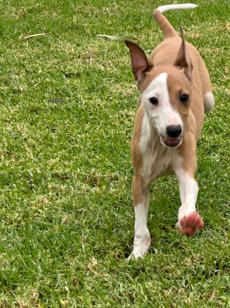 Italian Greyhound puppy for sale by KLAMURY