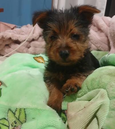 Australian Terrier puppy for sale by KALVALE
