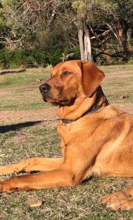 Labrador Retriever for sale by BRAZNFELDDOGZONLINE