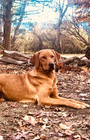 Labrador Retriever for sale by BRAZNFELD
