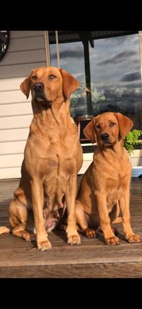 Labrador Retriever for sale by BRAZNFELD