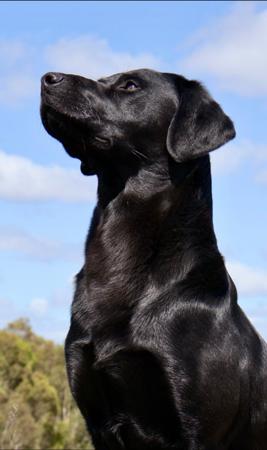 Labrador Retriever for sale by BRAZNFELD