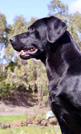 Labrador Retriever for sale by BRAZNFELD