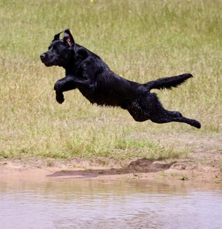 Labrador Retriever for sale by BRAZNFELD