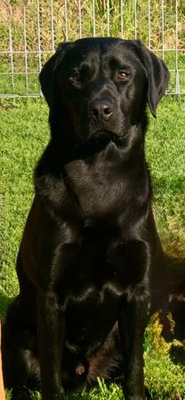 Labrador Retriever for sale by BRAZNFELD