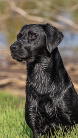 Labrador Retriever for sale by BRAZNFELD