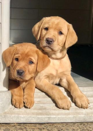 Labrador Retriever for sale by BRAZNFELD