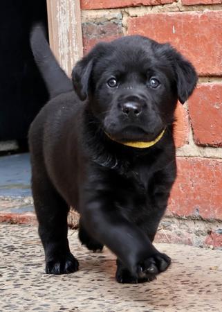 Labrador Retriever for sale by BRAZNFELD
