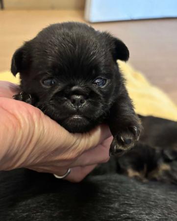 Griffon Bruxellois puppy for sale by VALHAVENLOVE