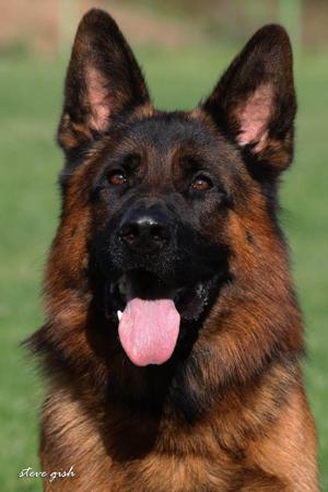 German Shepherd Dog (Long Stock Coat) puppy for sale by STORMNAK