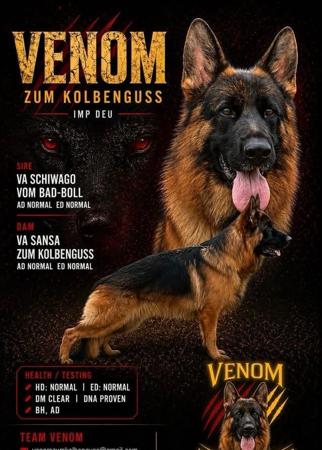 German Shepherd Dog puppy for sale by STORMNAK