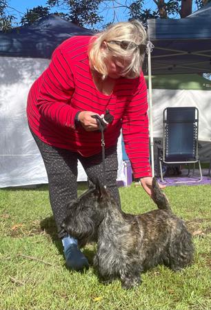Scottish Terrier for sale by KARLINKA