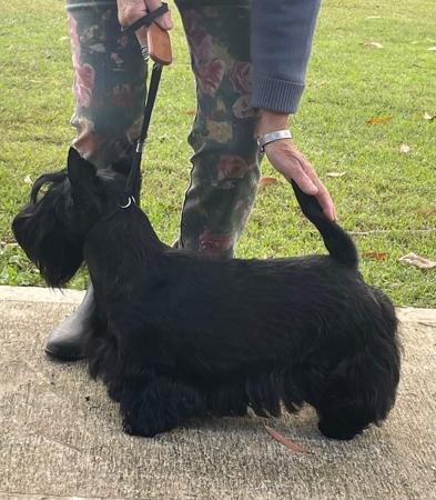 Scottish Terrier for sale by KARLINKA