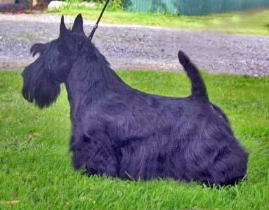 Scottish Terrier for sale by KARLINKA