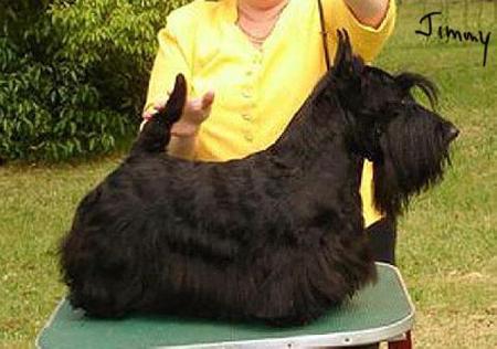 Scottish Terrier for sale by KARLINKA