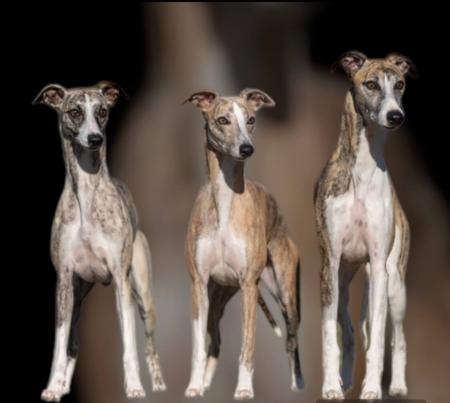Whippet puppy for sale by ANNEKESELL1