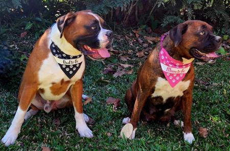 Boxer for sale by GLAMORSOX