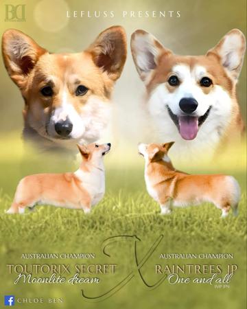 Welsh Corgi (Pembroke) for sale by CHLOEFRIDD