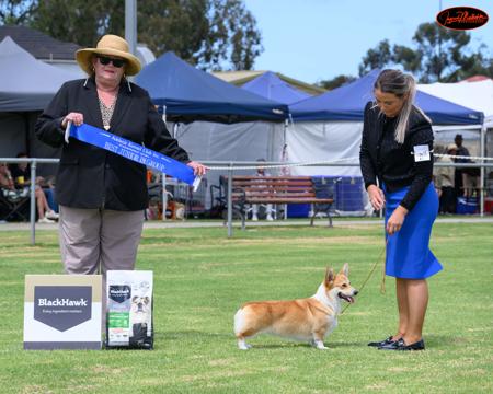 Welsh Corgi (Pembroke) for sale by LEFLUSS