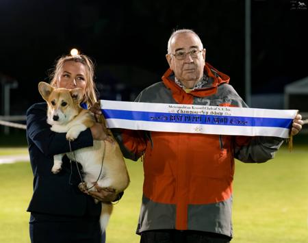 Welsh Corgi (Pembroke) for sale by LEFLUSS